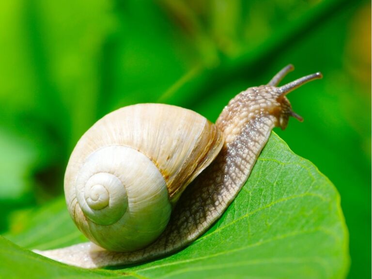 Jak pozbyć się ślimaków?