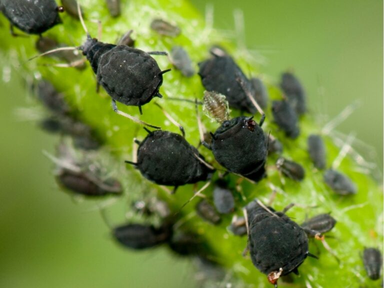 Jak skutecznie zwalczyć mszyce na pomidorach?