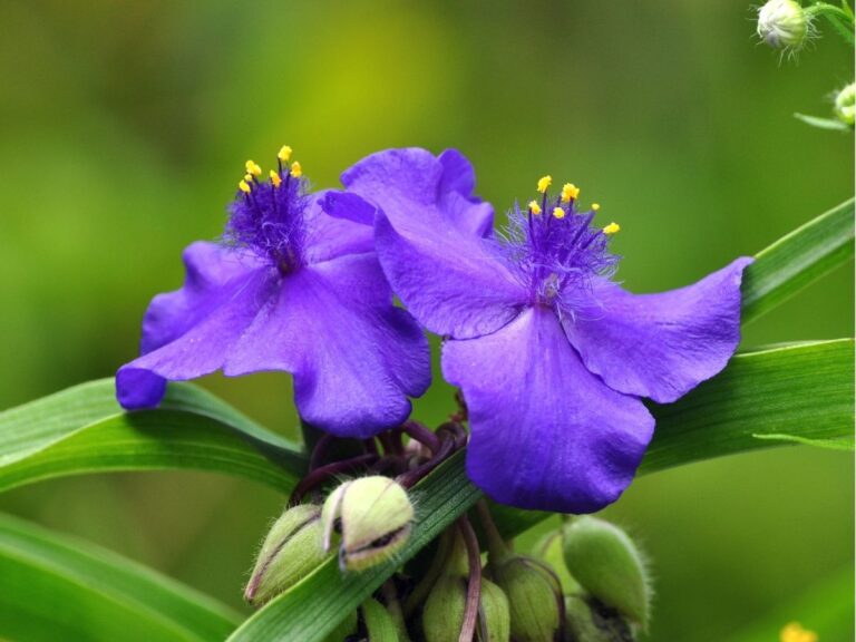 Tradescantia Pallida- Odkryj urok purpurowej trzykrotki – uprawa i pielęgnacja