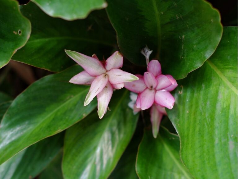 Calathea i Goeppertia – instrukcja pielęgnacji