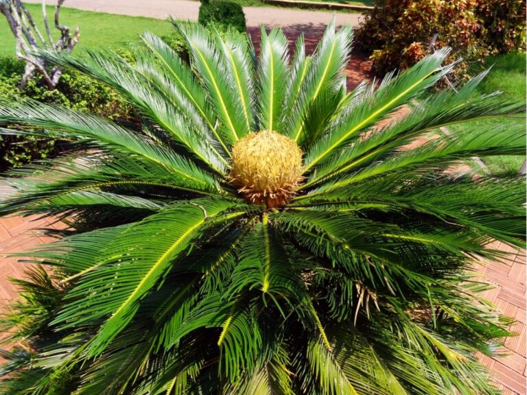 Sagowce (Cycas) – poradnik uprawy