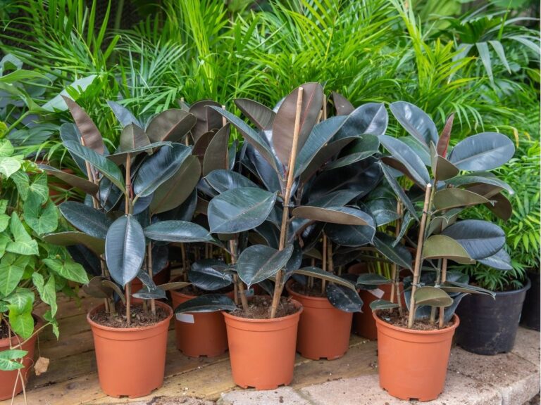 Ficusy – kompleksowy przewodnik uprawy