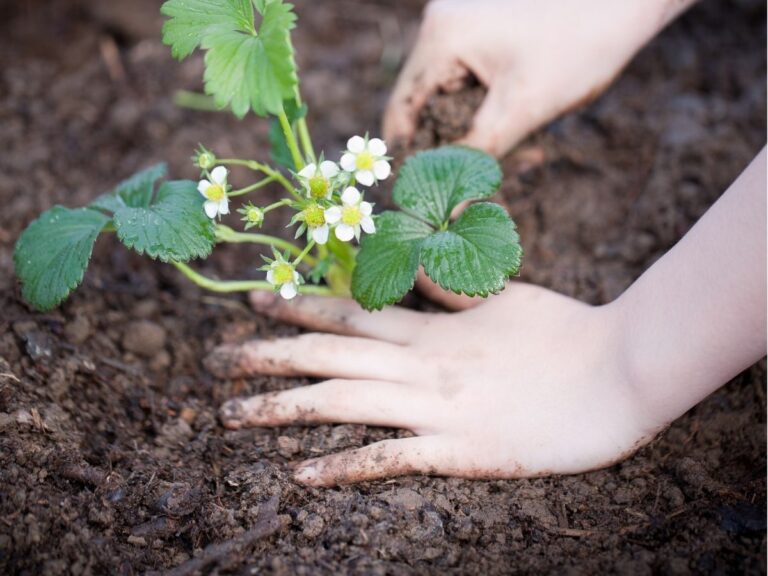 Jaki obornik pod truskawki?