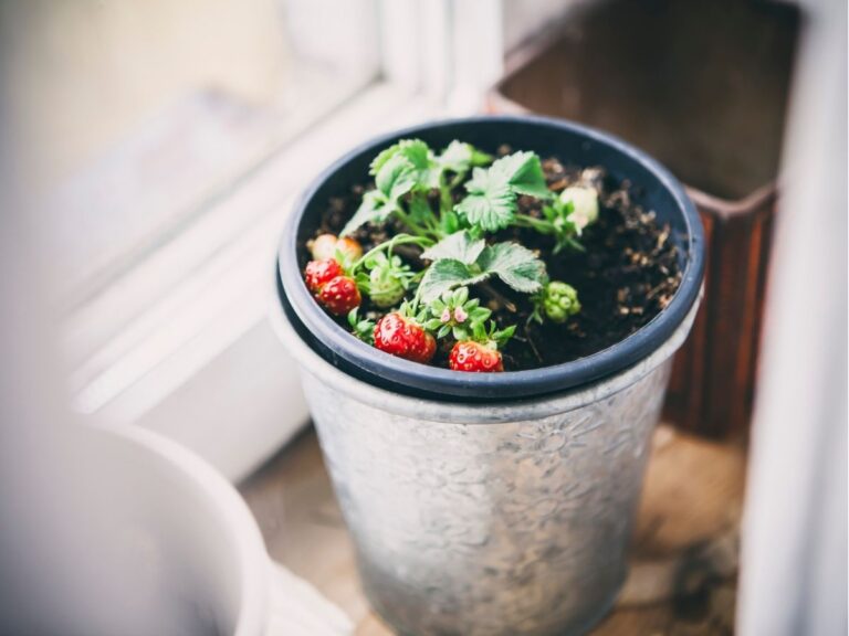 Kiedy sadzić truskawki w doniczkach – kalendarz uprawy doniczkowej