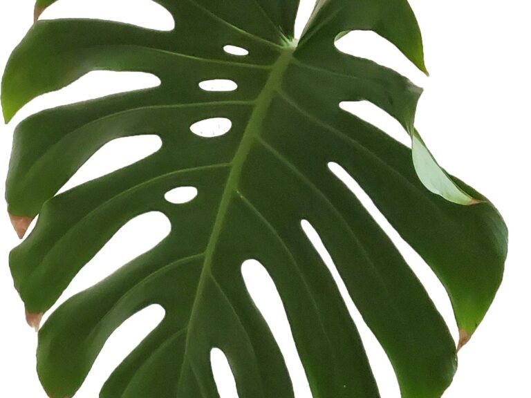 Monstera choroby liści – jak rozpoznać i skutecznie leczyć 5 najczęstszych problemów