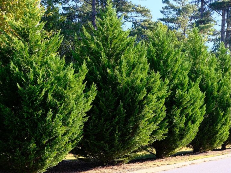 Cyprysik – Wszystko o iglastej roślinie doniczkowej chamaecyparis