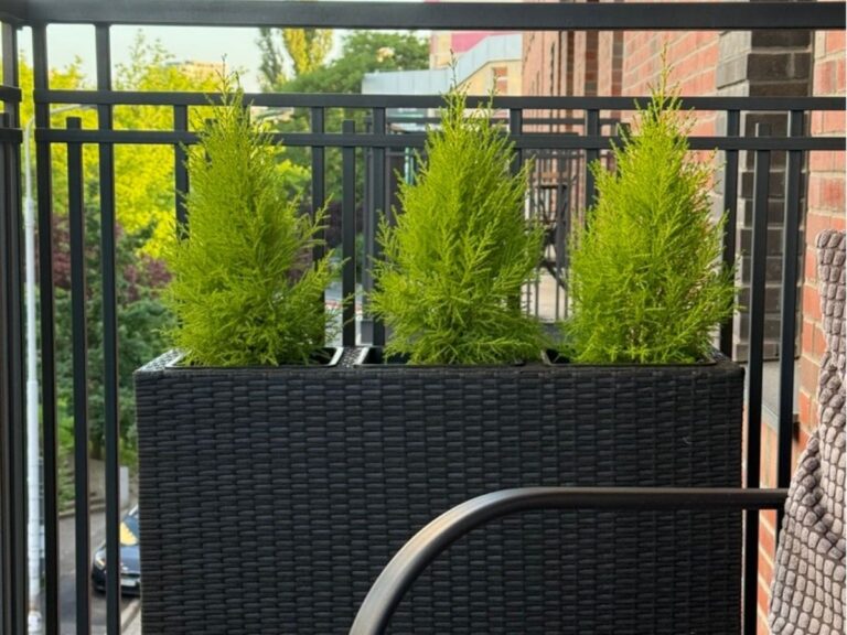 Cyprysik na balkonie – uprawa roślin iglastych w doniczce