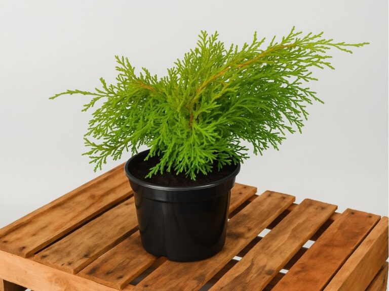 Cyprysik tępołuskowy – uprawa i pielęgnacja japońskiej odmiany iglastej