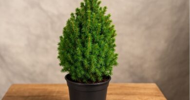 Cyprysik żywotnikowaty - uprawa i pielęgnacja odmiany chamaecyparis thyoides