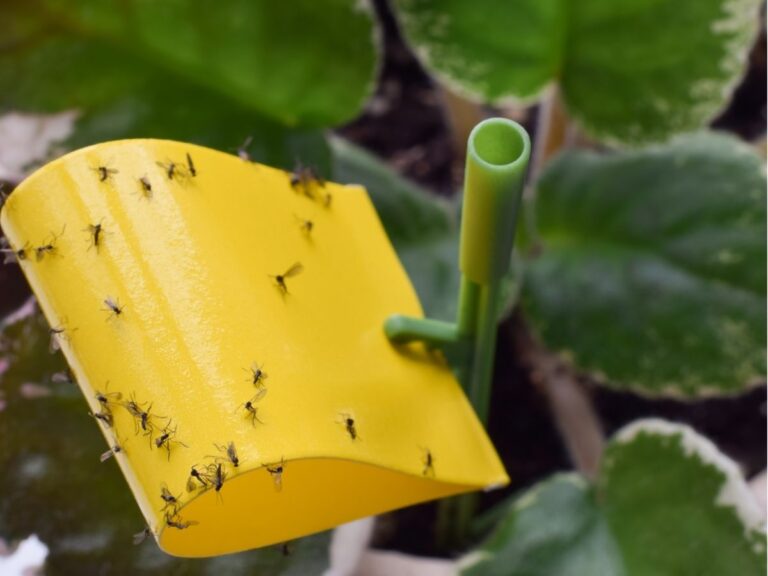 Muszki w kwiatach – jak walczyć z ziemiówkami? 6 naturalnych metod na pozbycie się szkodników