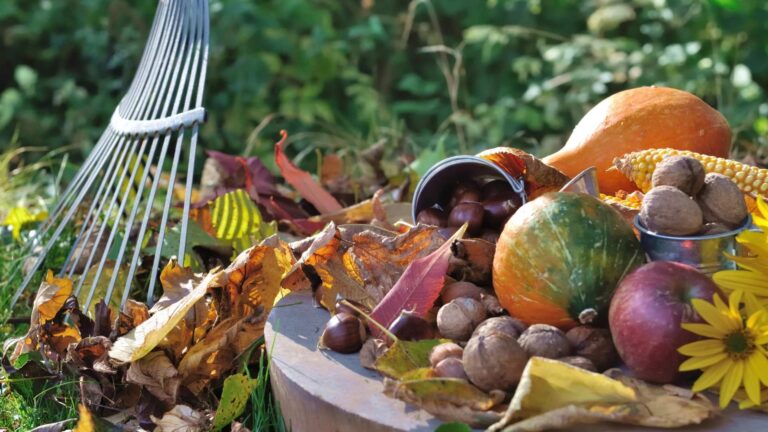 Jak przygotować ogród na jesień? Kompleksowy poradnik dla warzywnika i roślin ozdobnych