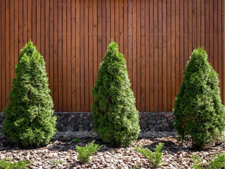 Co ile sadzić tuje – odstępy dla idealnego żywopłotu