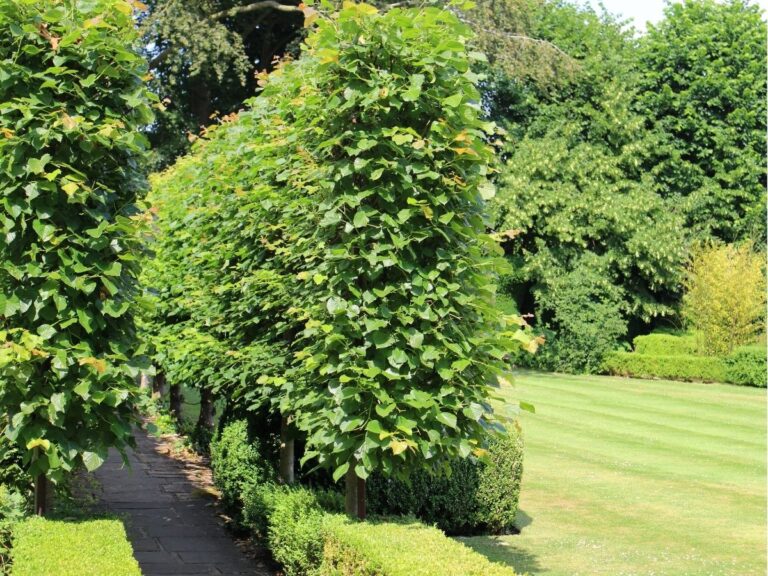 Co na wąski żywopłot – rośliny do małych przestrzeni