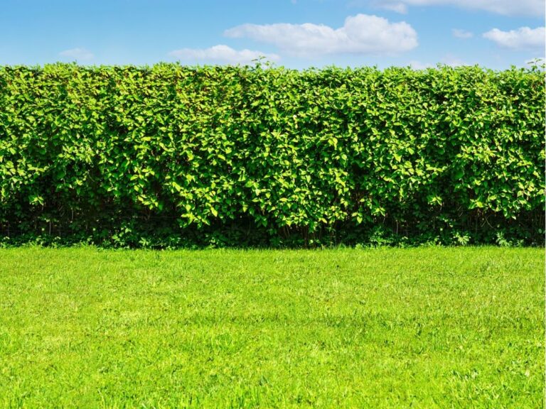 Co na żywopłot – najlepsze rośliny do naturalnej osłony