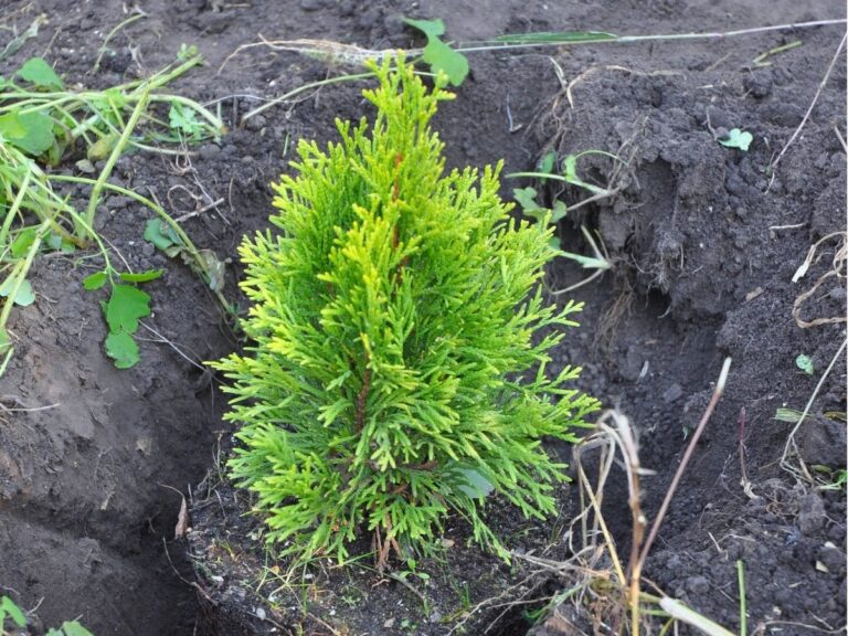 Czy tuje są trujące – bezpieczeństwo w ogrodzie z dziećmi