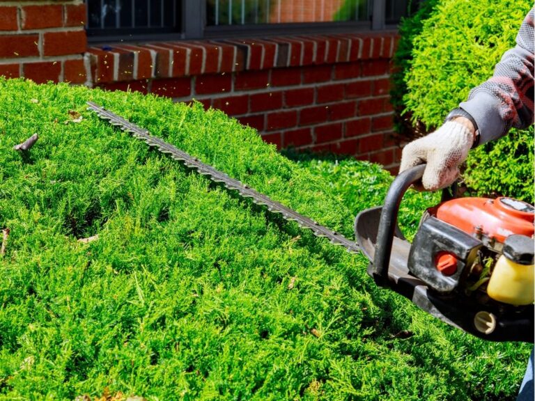 Ile kosztuje cięcie żywopłotu – cennik usług ogrodniczych