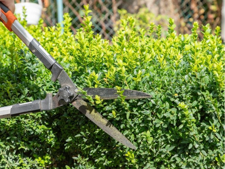 Jak naostrzyć nożyce do żywopłotu – proste sposoby w domu