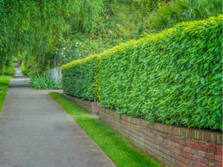 Jak wysoki może być żywopłot – przepisy i praktyczne aspekty