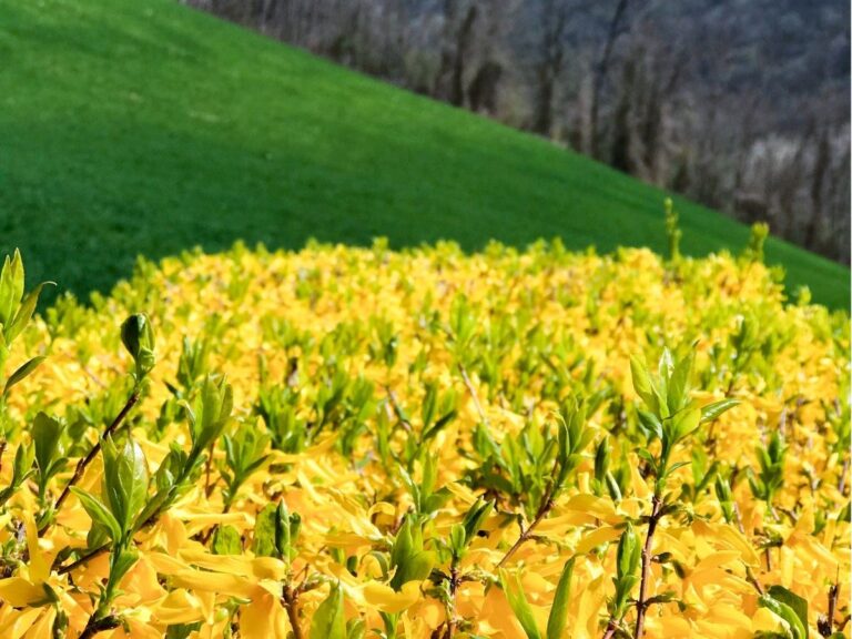 Jak zrobić żywopłot z forsycji – krok po kroku