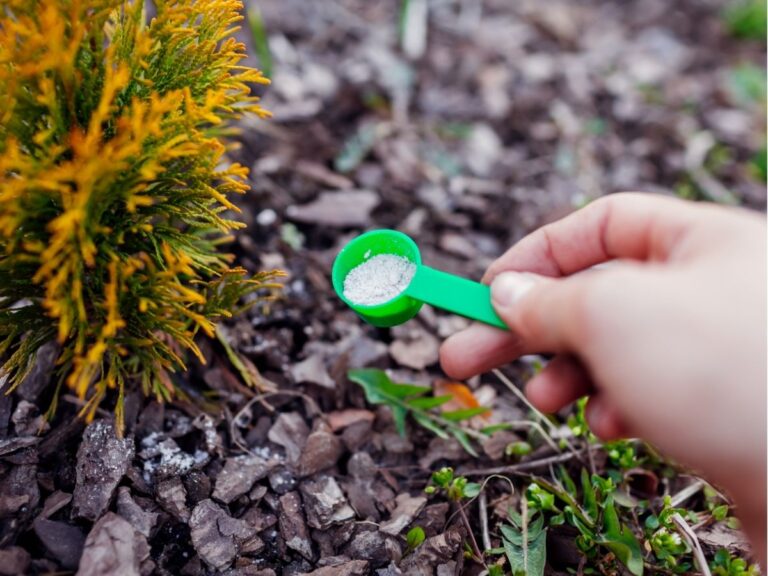 Kiedy nawozić tuje – harmonogram odżywiania iglaków