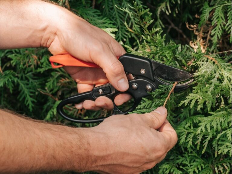 Kiedy podciąć tuje – zasady prawidłowego przycinania