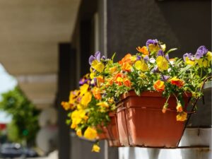 Kiedy sadzić bratki na balkonie - kolorowe kwiaty na sezon