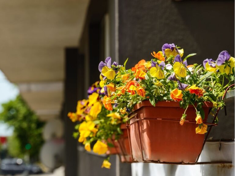 Kiedy sadzić bratki na balkonie – kolorowe kwiaty na sezon