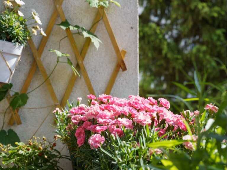 Kiedy sadzić goździki na balkonie – tradycyjne kwiaty w nowoczesnym wydaniu