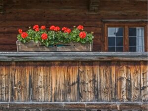 Kiedy sadzić pelargonie na balkonie - terminy i warunki