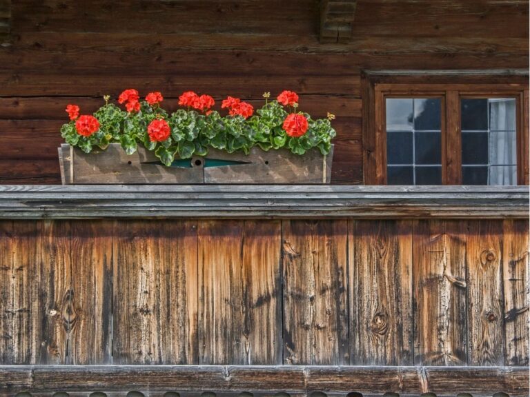 Kiedy sadzić pelargonie na balkonie – terminy i warunki
