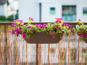 Kiedy sadzić petunie na balkonie - sekrety bujnego kwitnienia