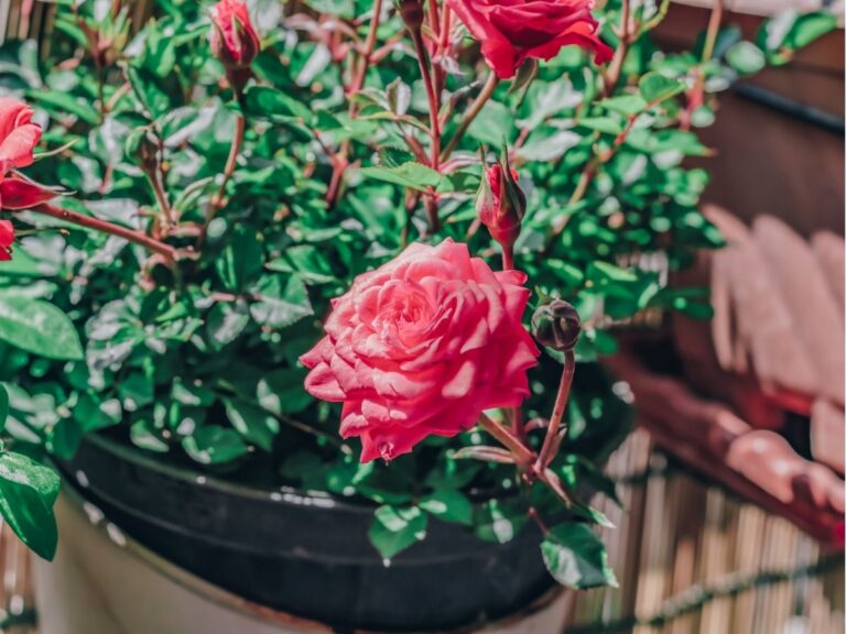 Kiedy sadzić róże na balkonie – królowa kwiatów w donicy