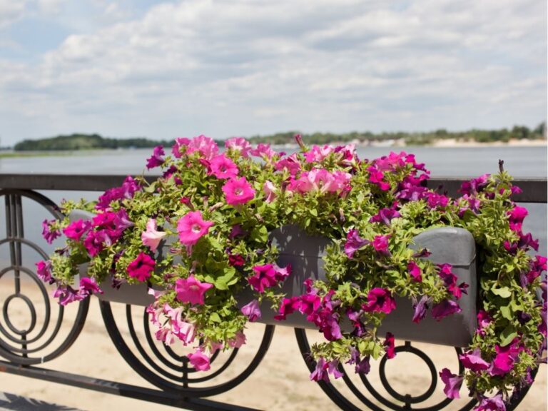 Kiedy sadzić surfinie na balkonie – kaskady kwiatów