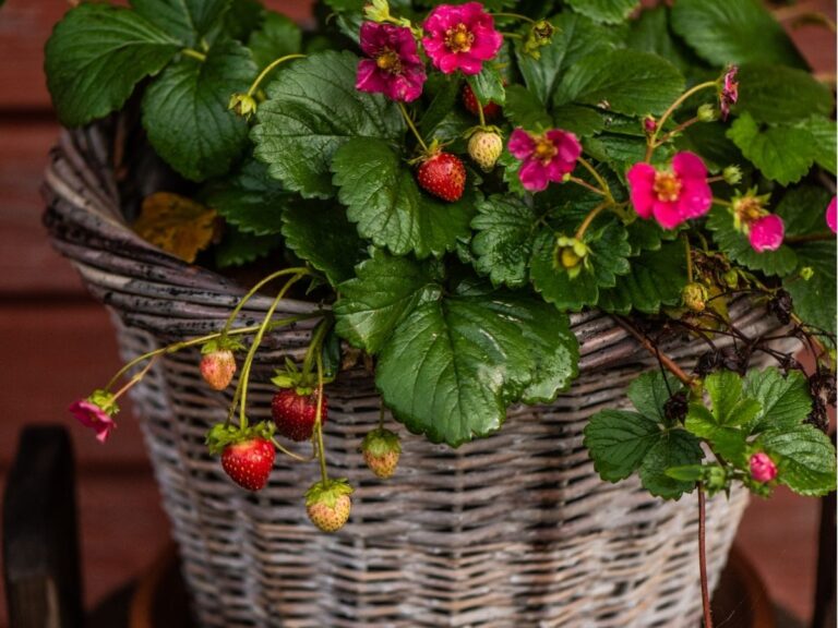 Kiedy sadzić truskawki na balkonie – uprawa w doniczkach