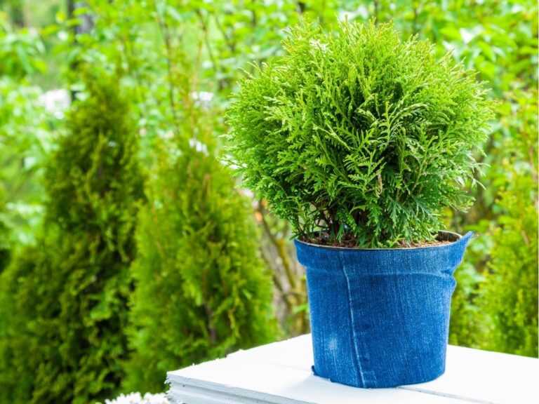 Kiedy sadzić tuje – optymalne terminy posadzenia