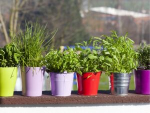 Kiedy sadzić zioła na balkonie - mini ogródek przyprawowy