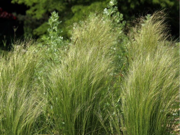 trawa stipa – wymagania i uprawa