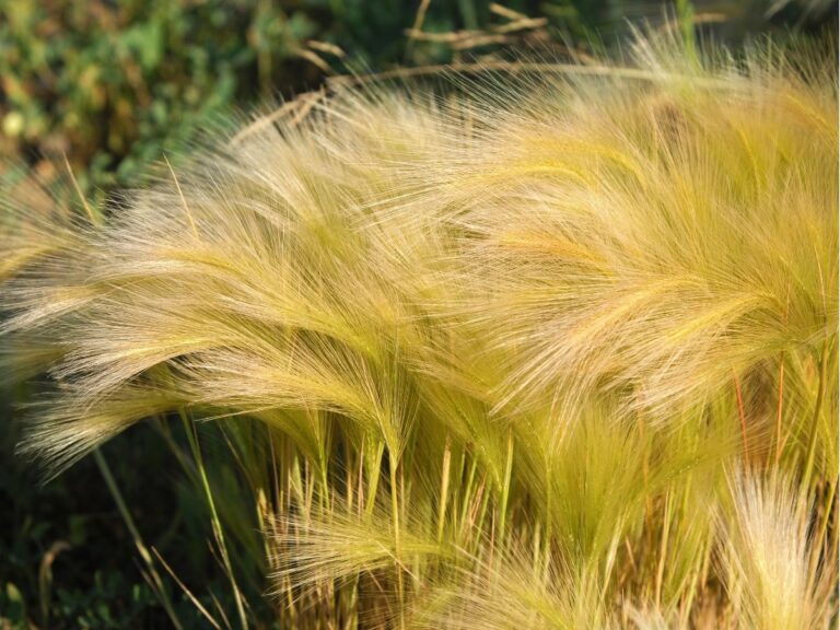 Trawa stipa przycinanie – jak i kiedy to robić