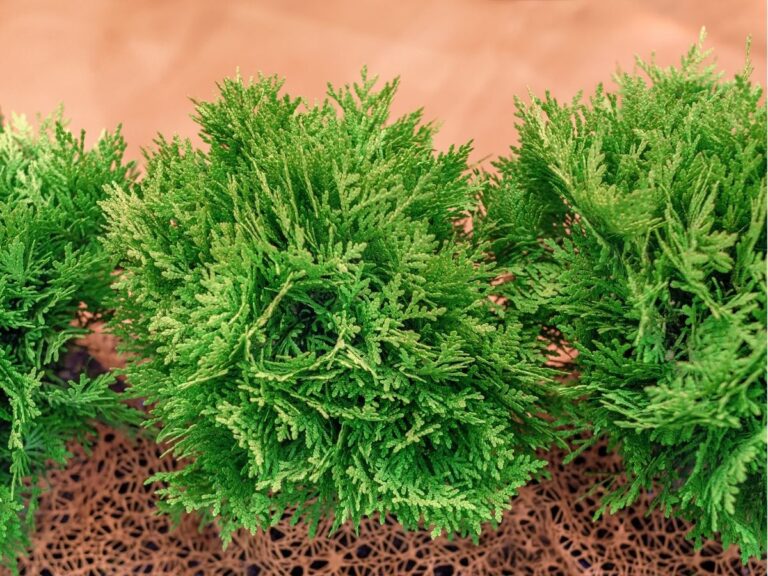 tuja danica – wymagania i uprawa