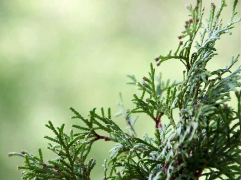 tuje brabant – wymagania i uprawa