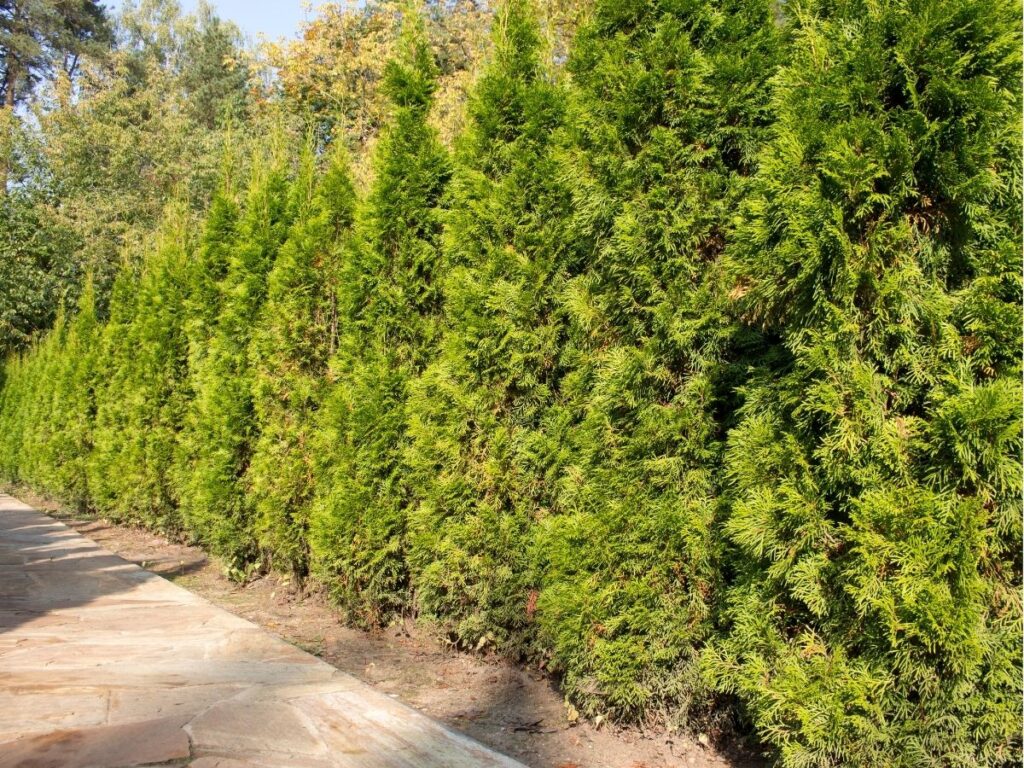 tuje szmaragd gold – wymagania i uprawa