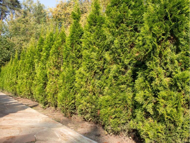 tuje szmaragd gold – wymagania i uprawa