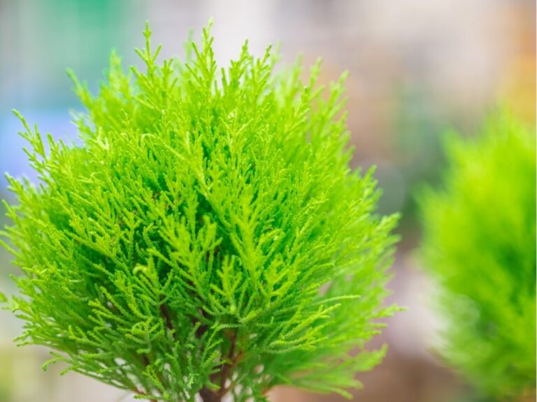 tuje szmaragd – wymagania i uprawa