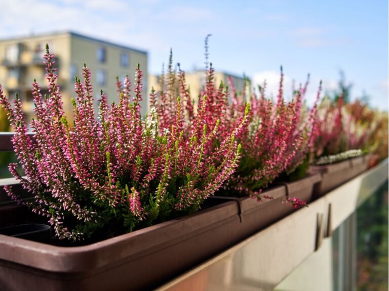 Wrzosy na balkonie kiedy sadzić – jesienne dekoracje