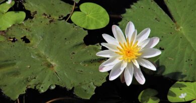 Jaką folię wybrać do budowy oczka wodnego?