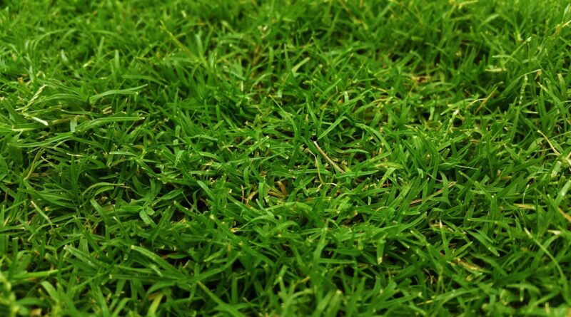 Ranking kos spalinowych – czy warto korzystać przed zakupem?